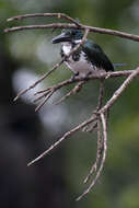 Plancia ëd Chloroceryle amazona (Latham 1790)