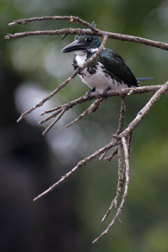 Plancia ëd Chloroceryle amazona (Latham 1790)