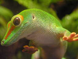 Phelsuma madagascariensis Gray 1831 resmi