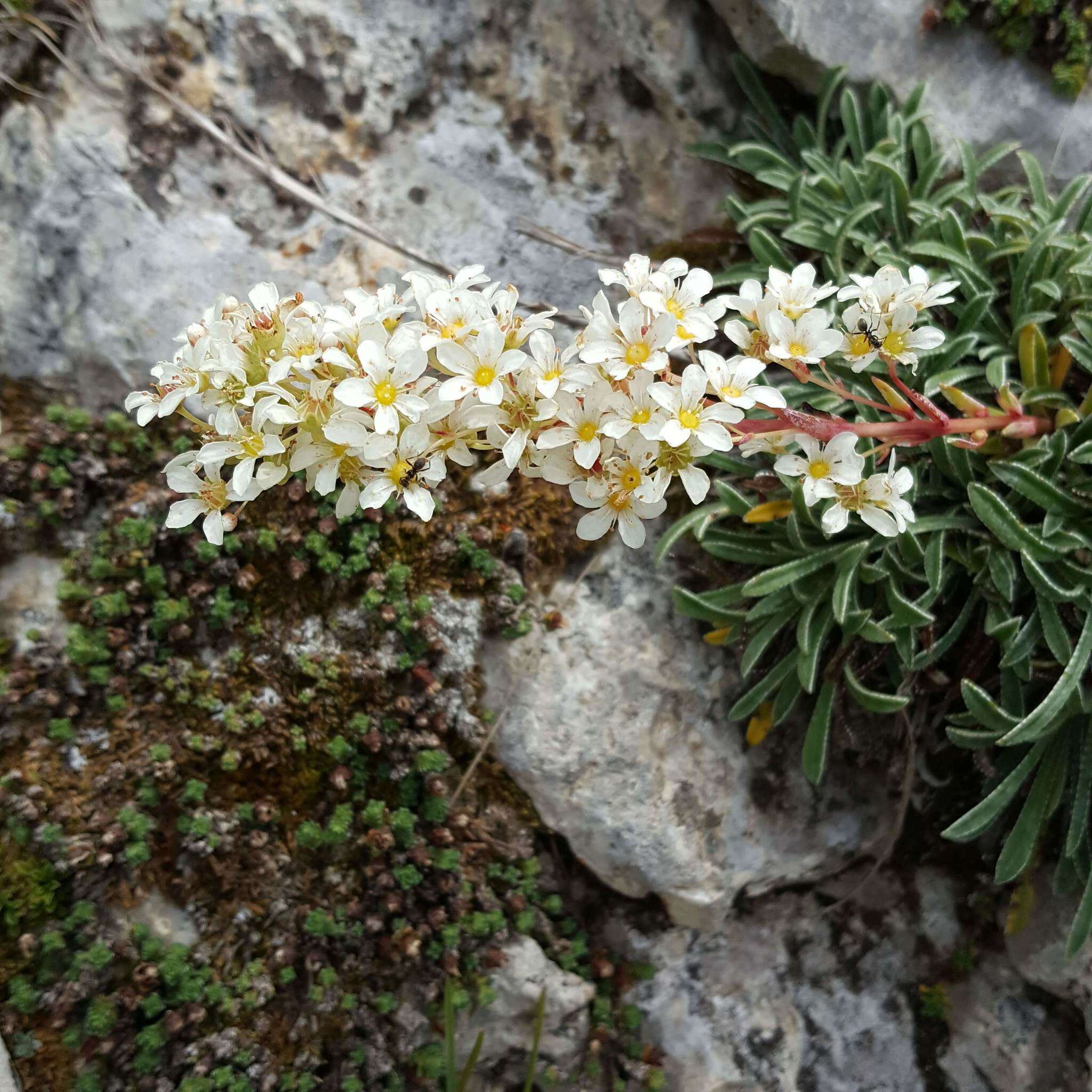 Sivun Saxifraga callosa Sm. kuva