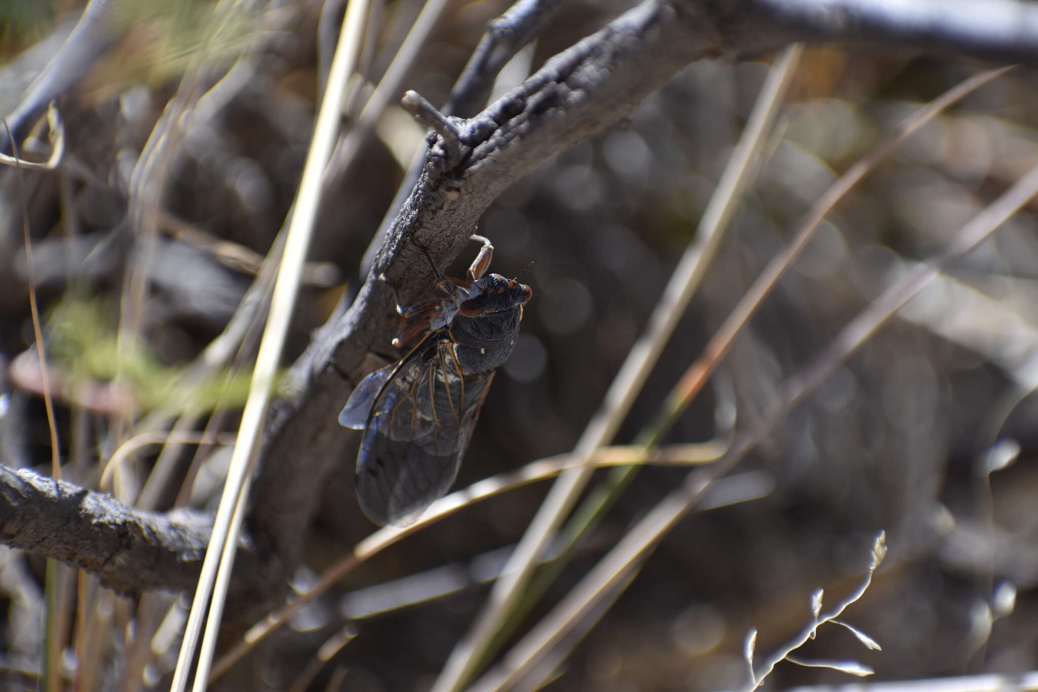 Image de Hadoa chiricahua (Davis & W. T. 1923)