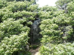 Image of Prickly Juniper