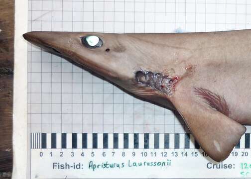 Image of Flathead Catshark