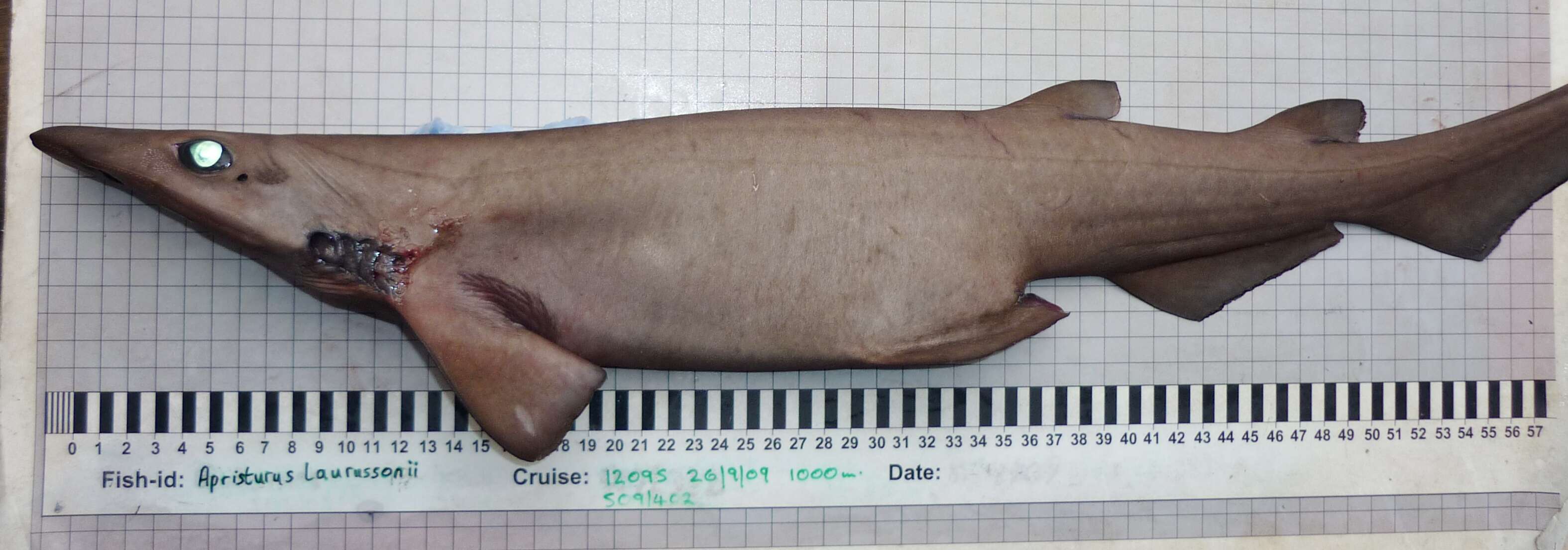 Image of Flathead Catshark