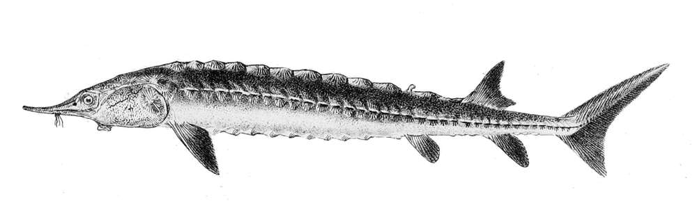 Image of Atlantic Sturgeon