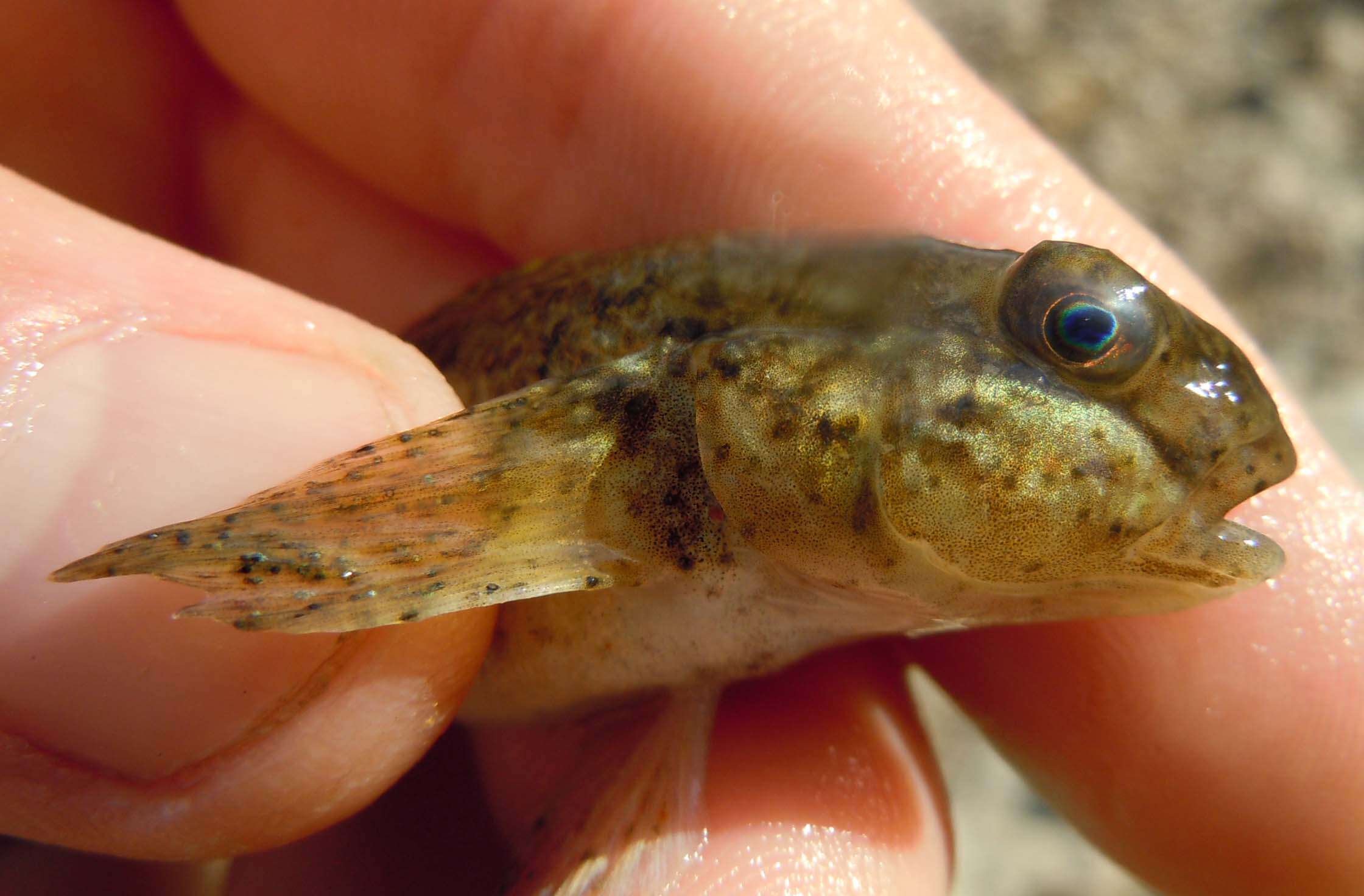 صورة Neogobius