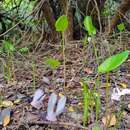 Image of Cyclamen cyprium Ky.