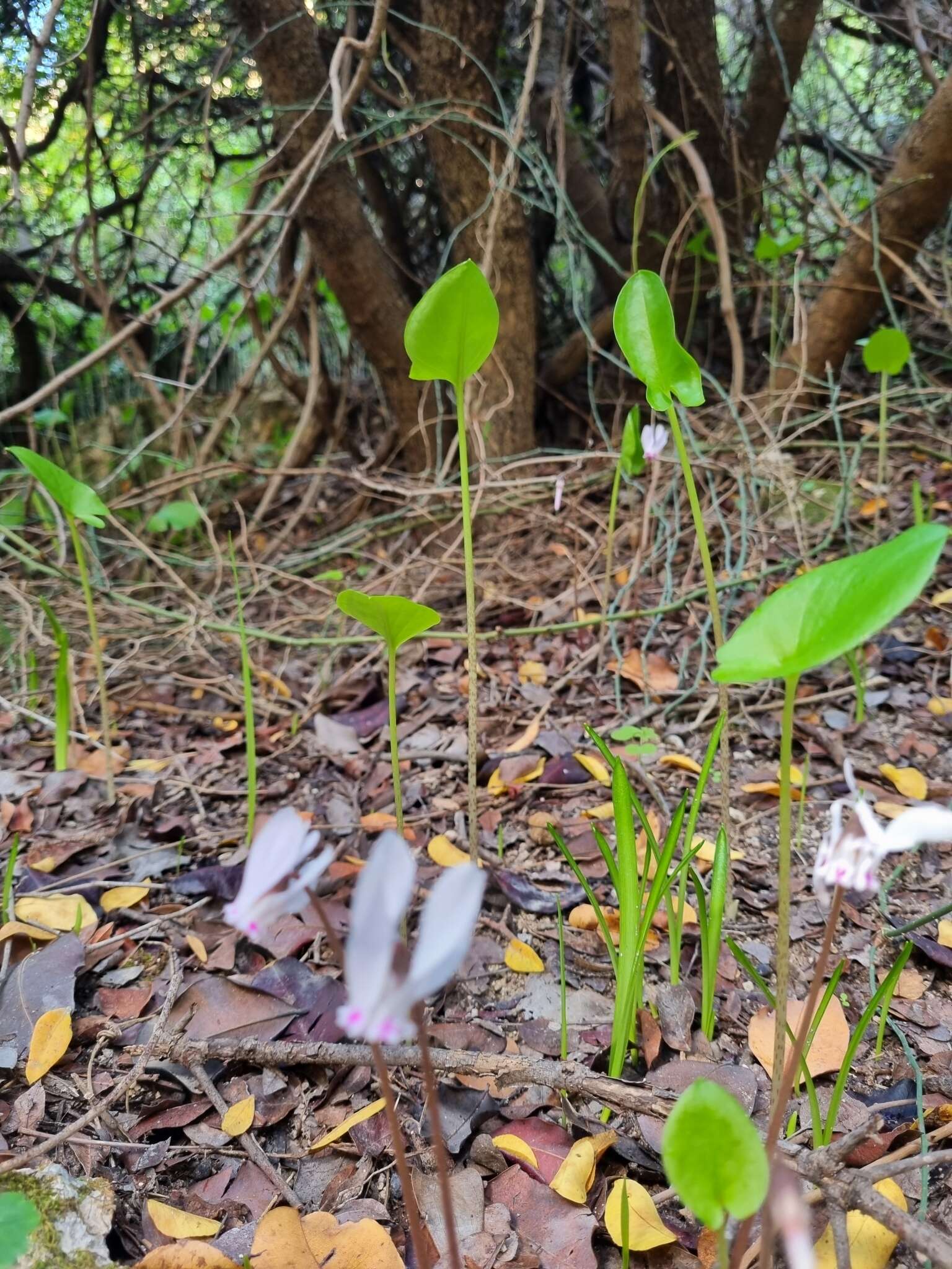 Image of Cyclamen cyprium Ky.