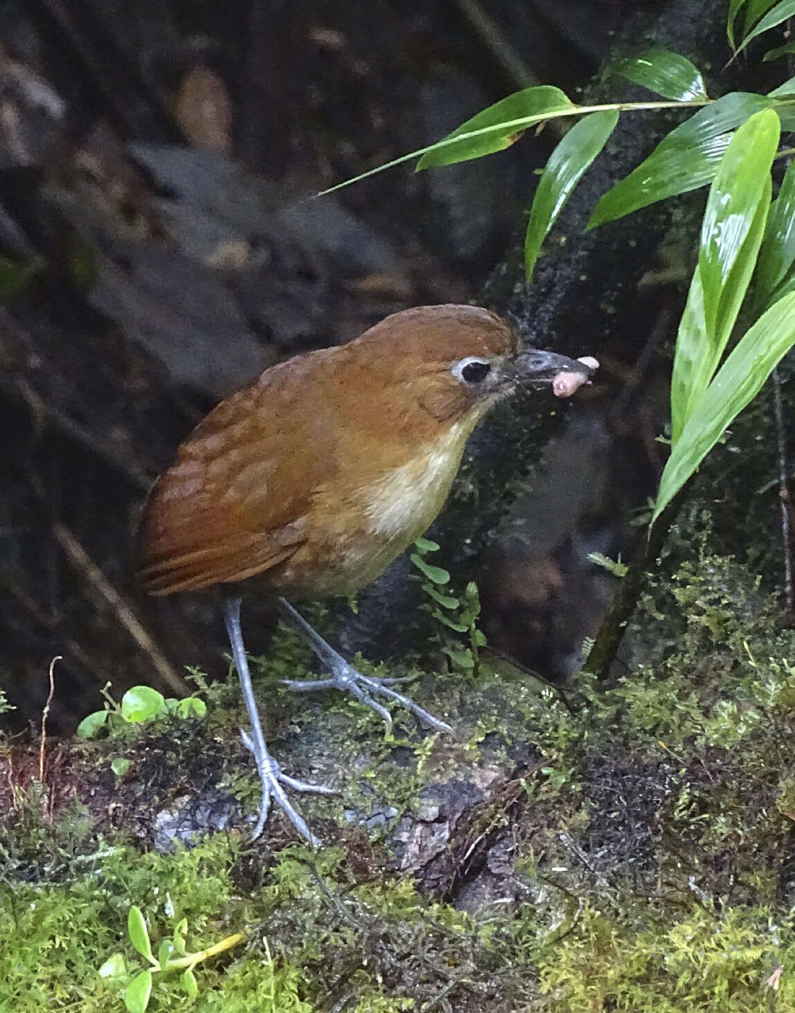 Image of Yellow-breasted Antpitta