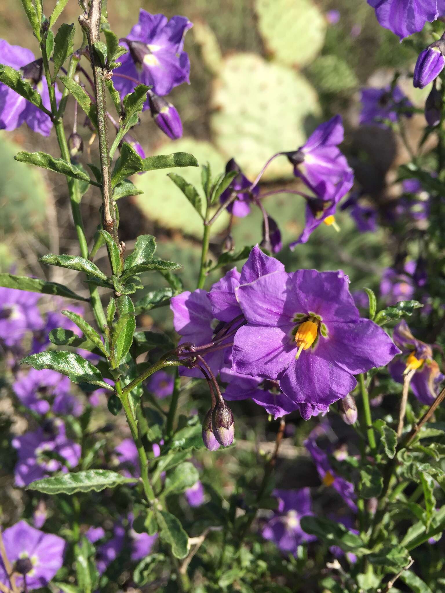 Image of Parish's nightshade