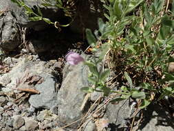 Image of Gray-Leaf Skullcap