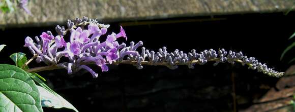 Image de Buddleja lindleyana Fortune ex Lindl.