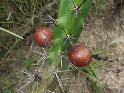 Image of Corryocactus aureus (F. A. C. Weber) Hutchison