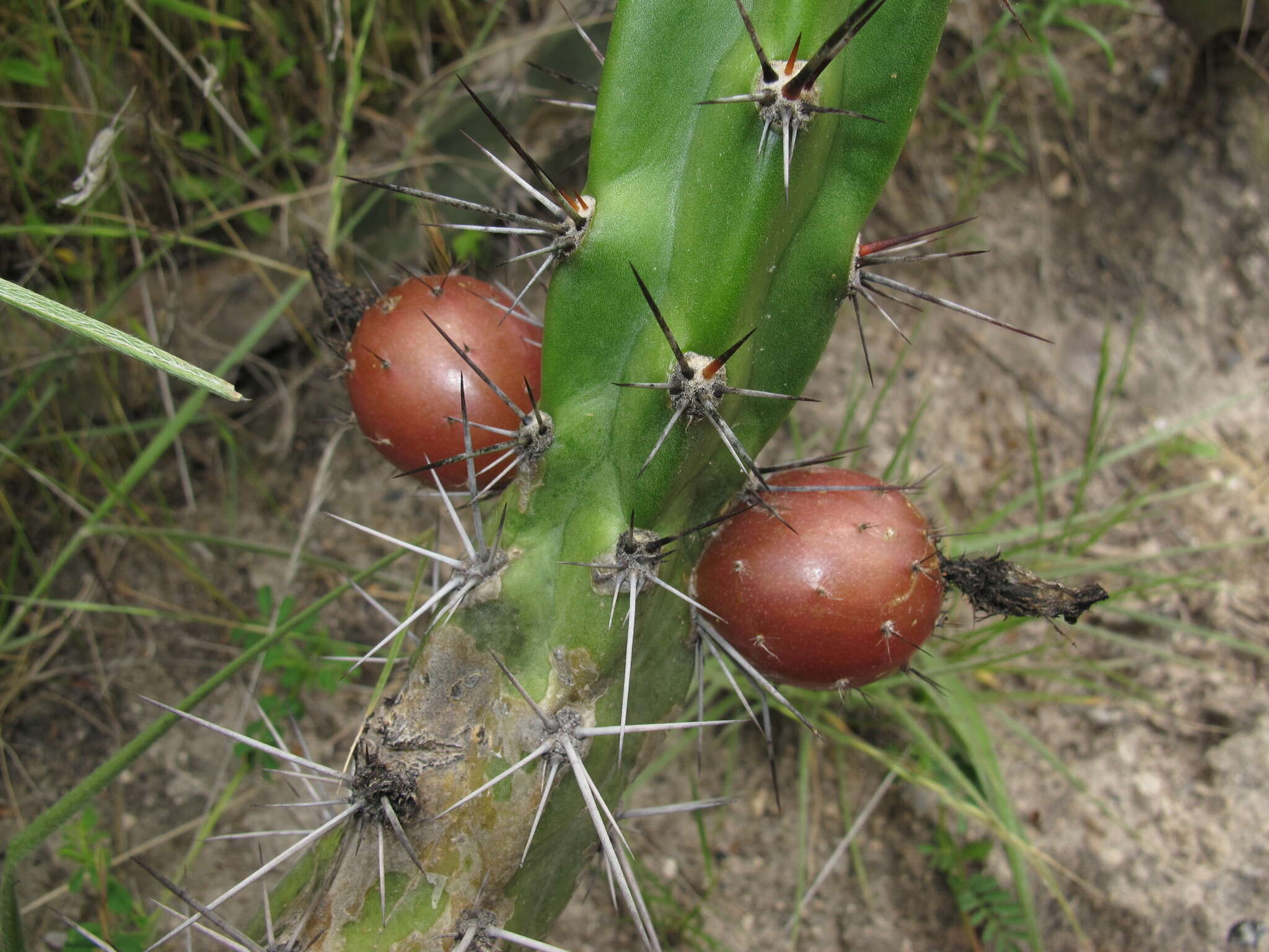 Image of Corryocactus aureus (F. A. C. Weber) Hutchison