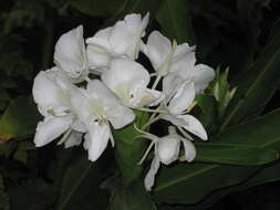 Imagem de Hedychium coronarium J. Koenig