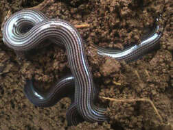 Image of Striped Blind Snake