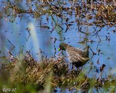 Image of Australian Crake