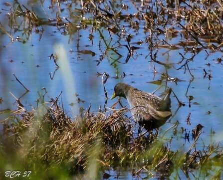 Image of Australian Crake