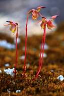 Image of Slender-leafed duck orchid