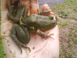 Image of American Bullfrog