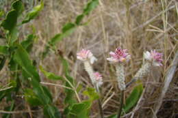 Image de Pfaffia tuberosa (Spreng.) Hicken