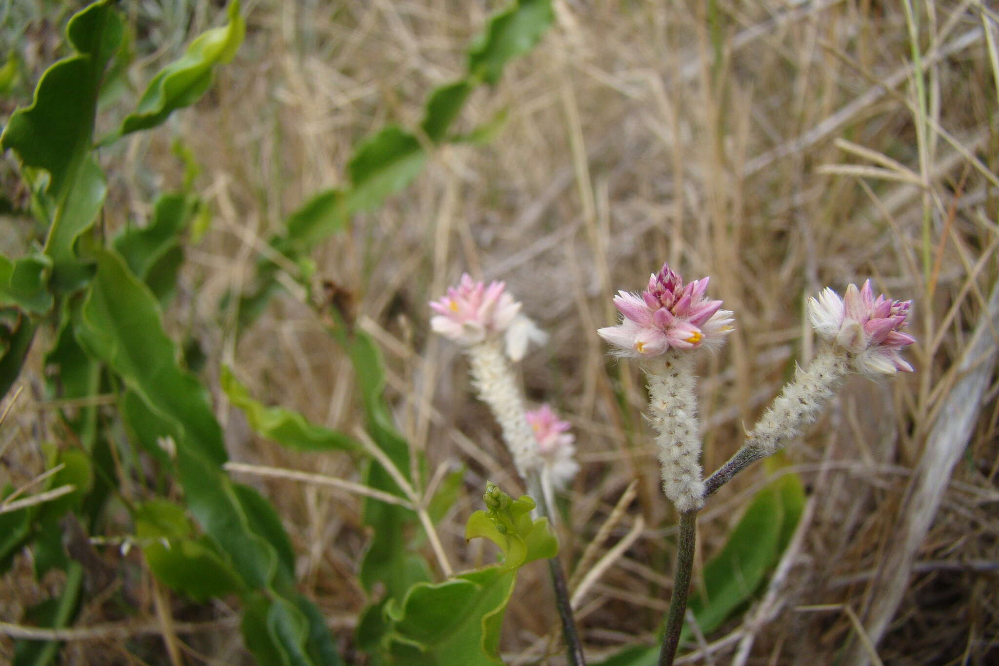 Image de Pfaffia tuberosa (Spreng.) Hicken