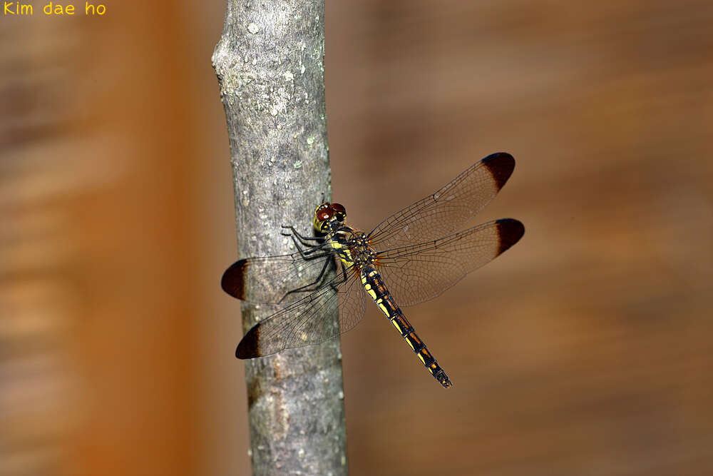 Image of Sympetrum baccha (Selys 1884)