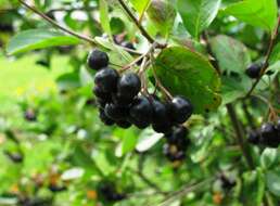 Plancia ëd Aronia mitschurinii