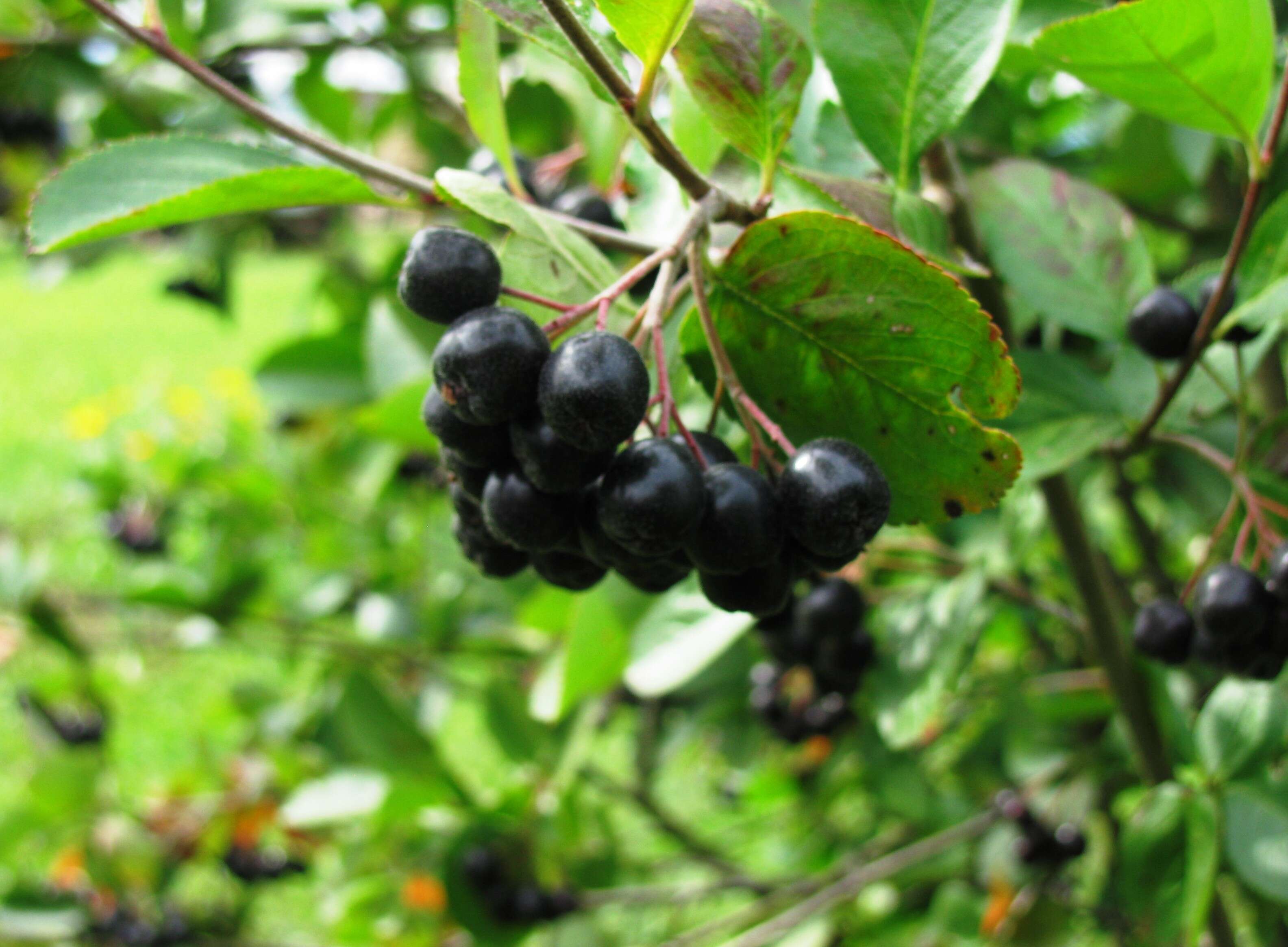 Plancia ëd Aronia mitschurinii