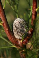 Image of Isopogon anethifolius (Salisb.) Knight