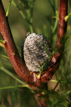 Image of Isopogon anethifolius (Salisb.) Knight