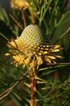 Image of Isopogon anethifolius (Salisb.) Knight