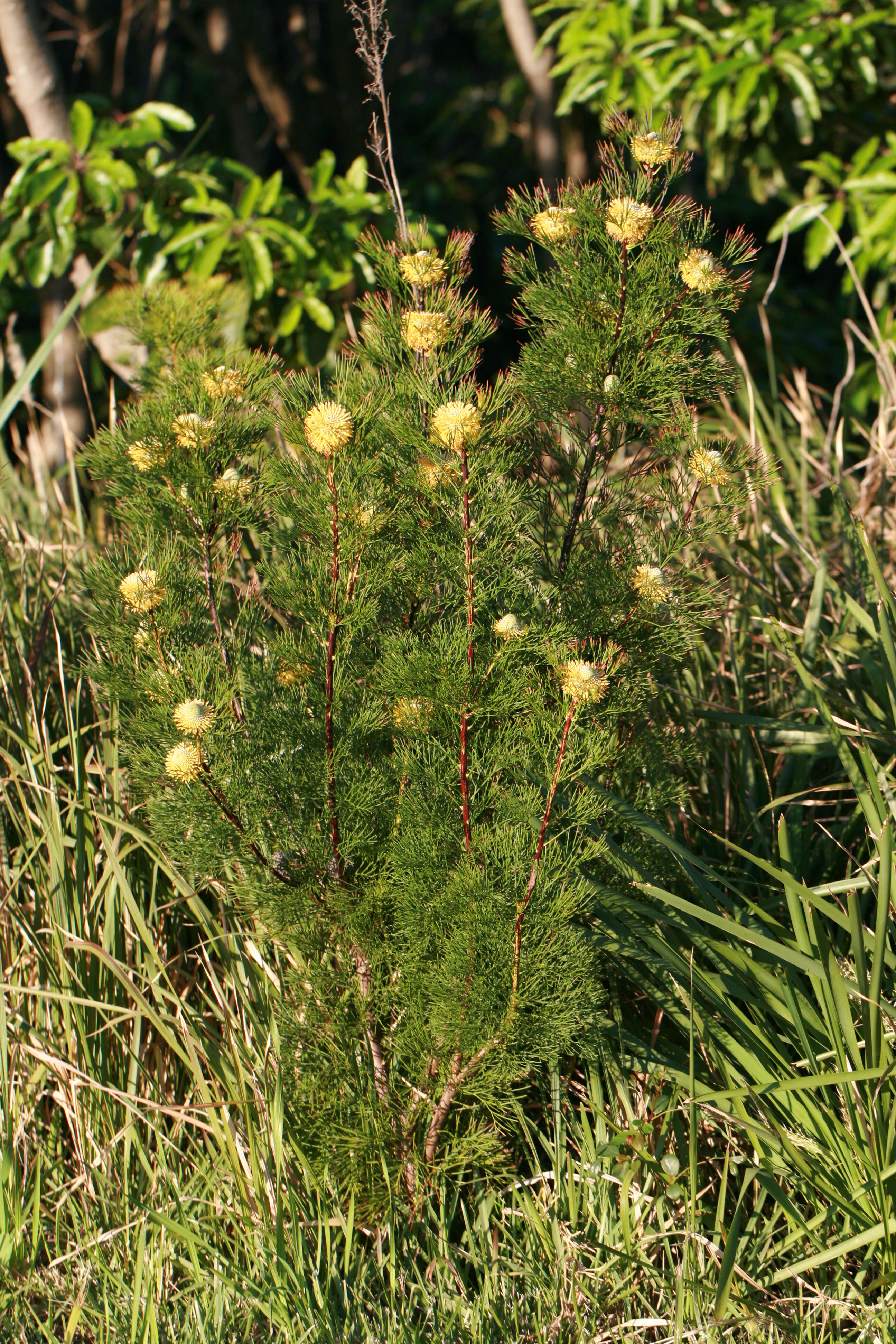 Image of Isopogon anethifolius (Salisb.) Knight