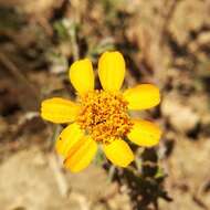 Image of Dyssodia decipiens (Bartl.) M. C. Johnston