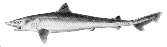 Image of Galeorhinus