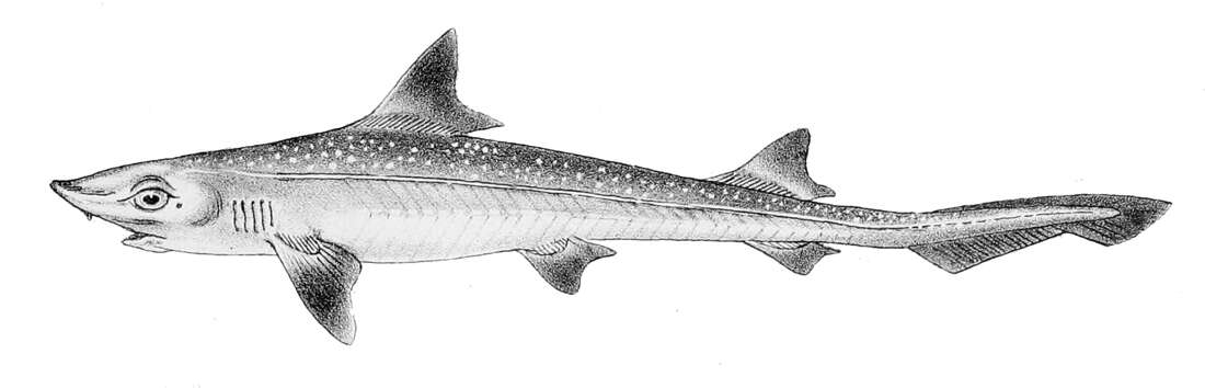 Image of Common Smoothhound