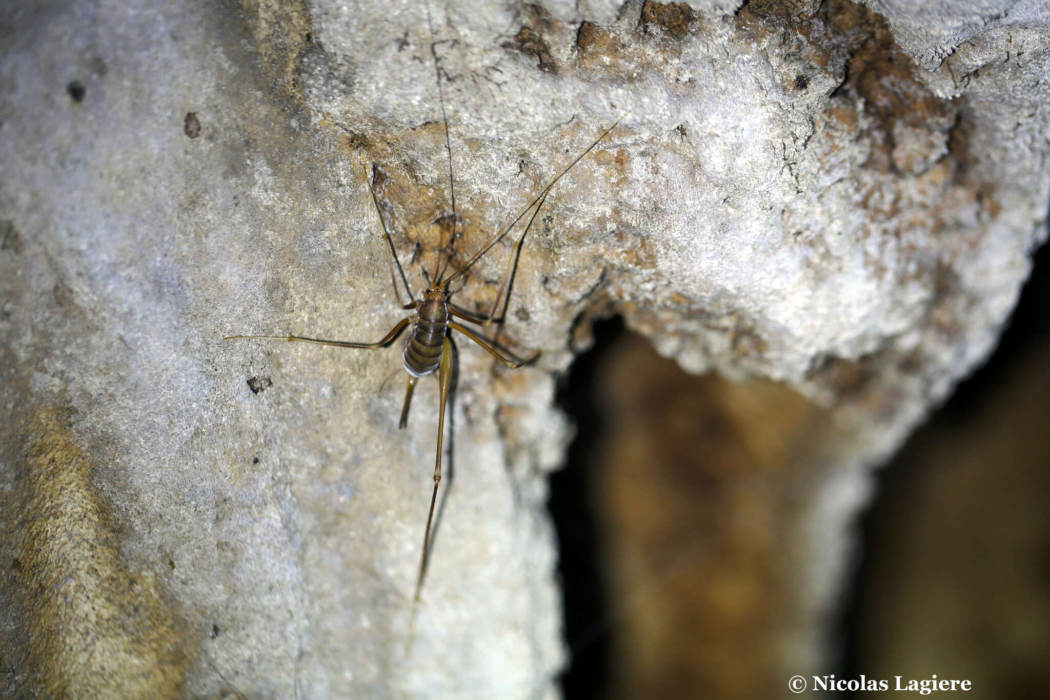 Image of Dolichopoda (Dolichopoda) naxia Boudou-Saltet 1973