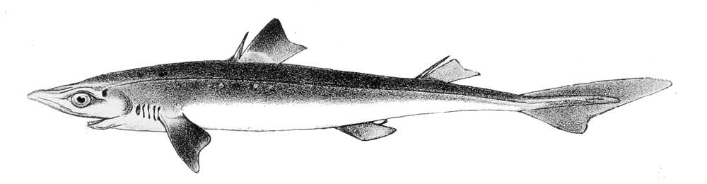 Image of Selachimorpha