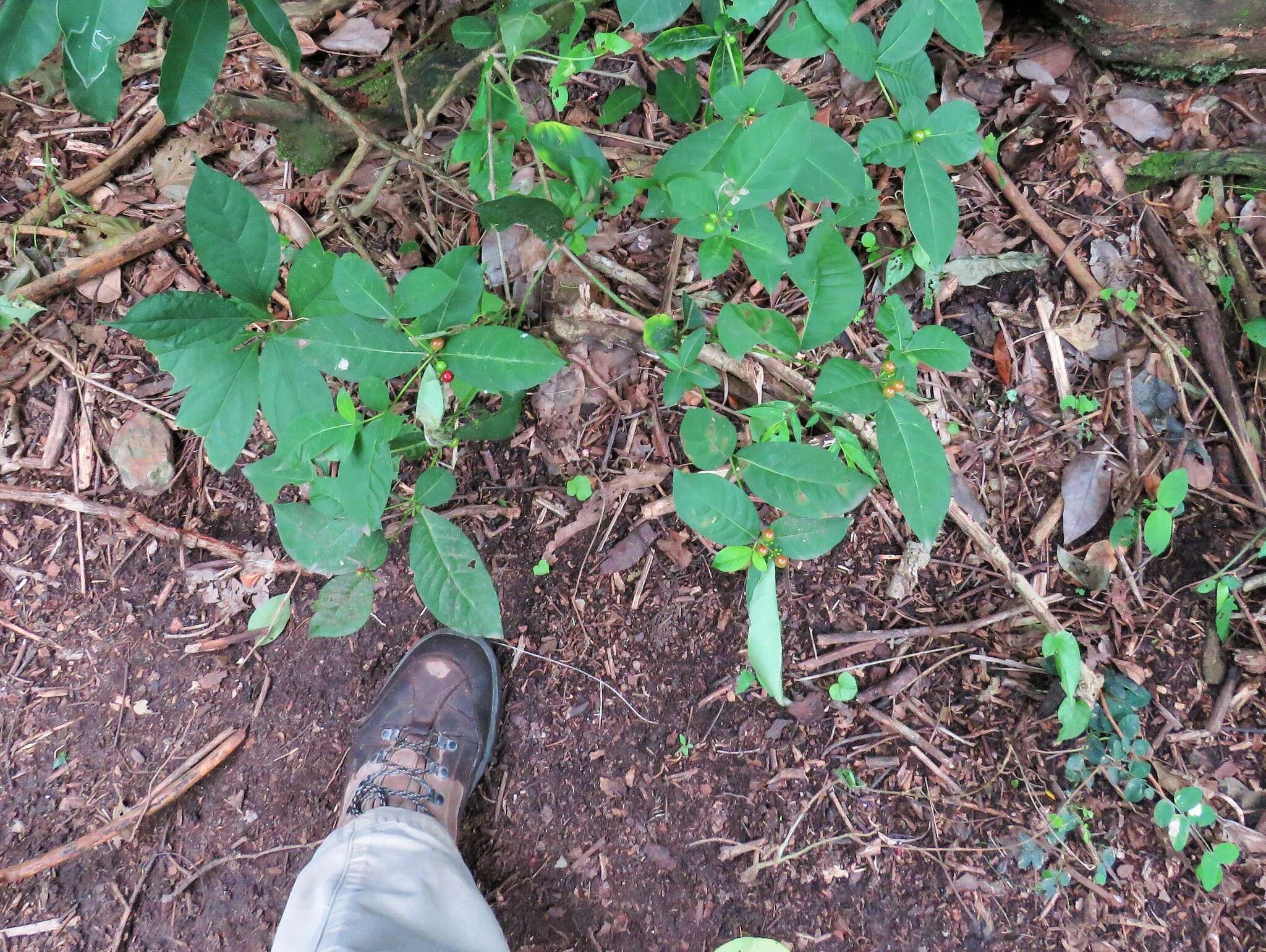 Plancia ëd Rauvolfia tetraphylla L.