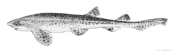 Image of Lesser Spotted Dogfish