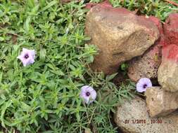 Imagem de Ipomoea ternifolia Cav.