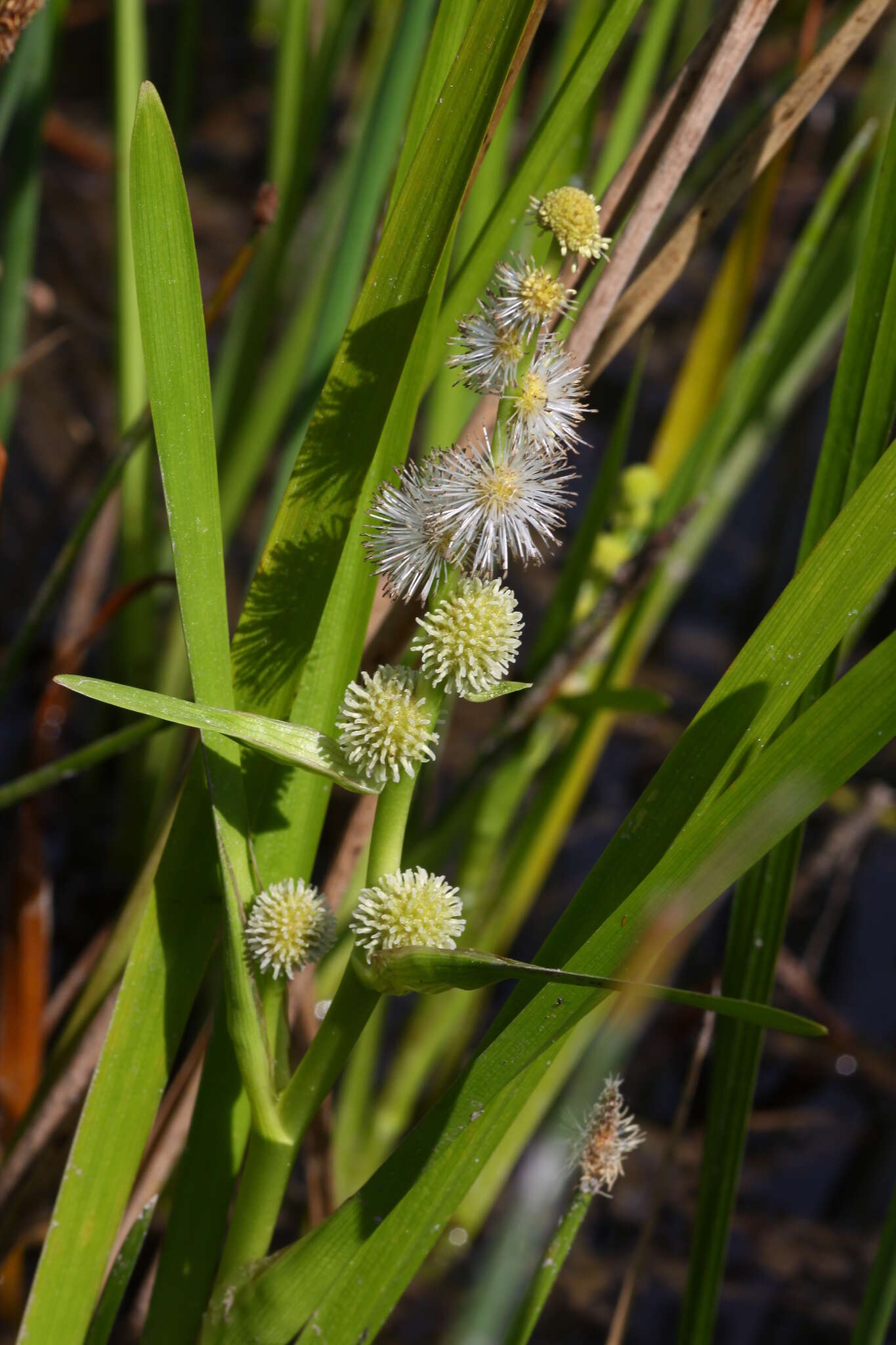 Image de Sparganium japonicum Rothert