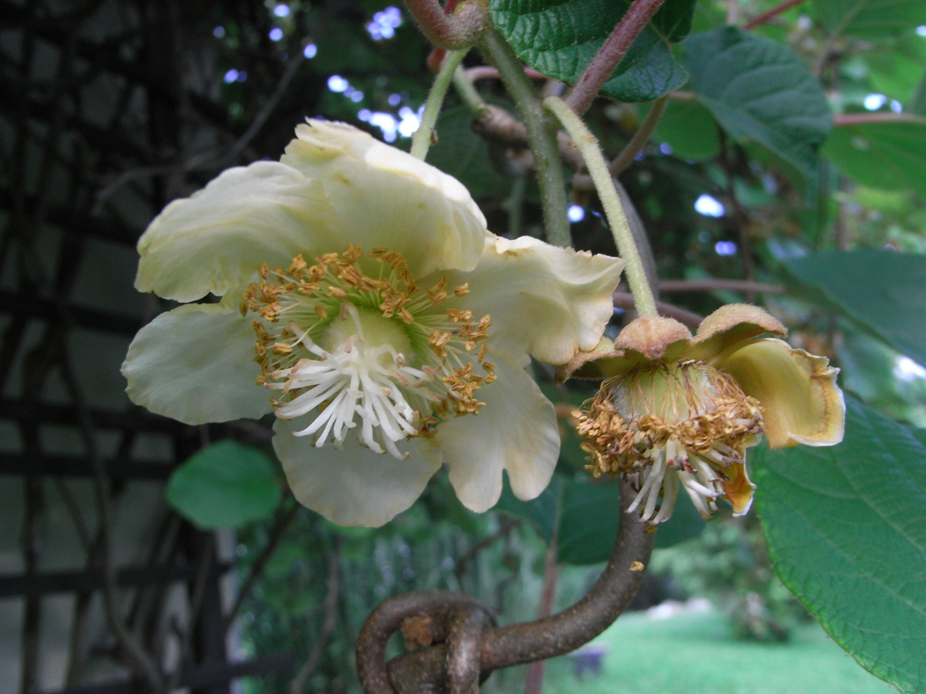 Image de Actinidia chinensis var. hispida C. F. Liang