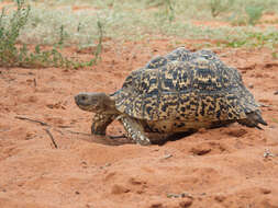 Image of Stigmochelys