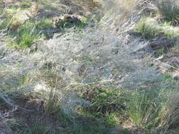 Image of Baccharis artemisioides Hook. & Arn.