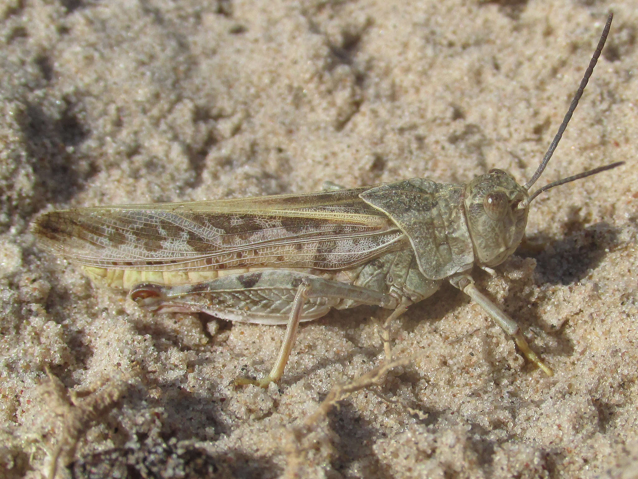 Xanthippus montanus (Thomas & C. 1872)的圖片