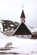 Image of Svalbard reindeer