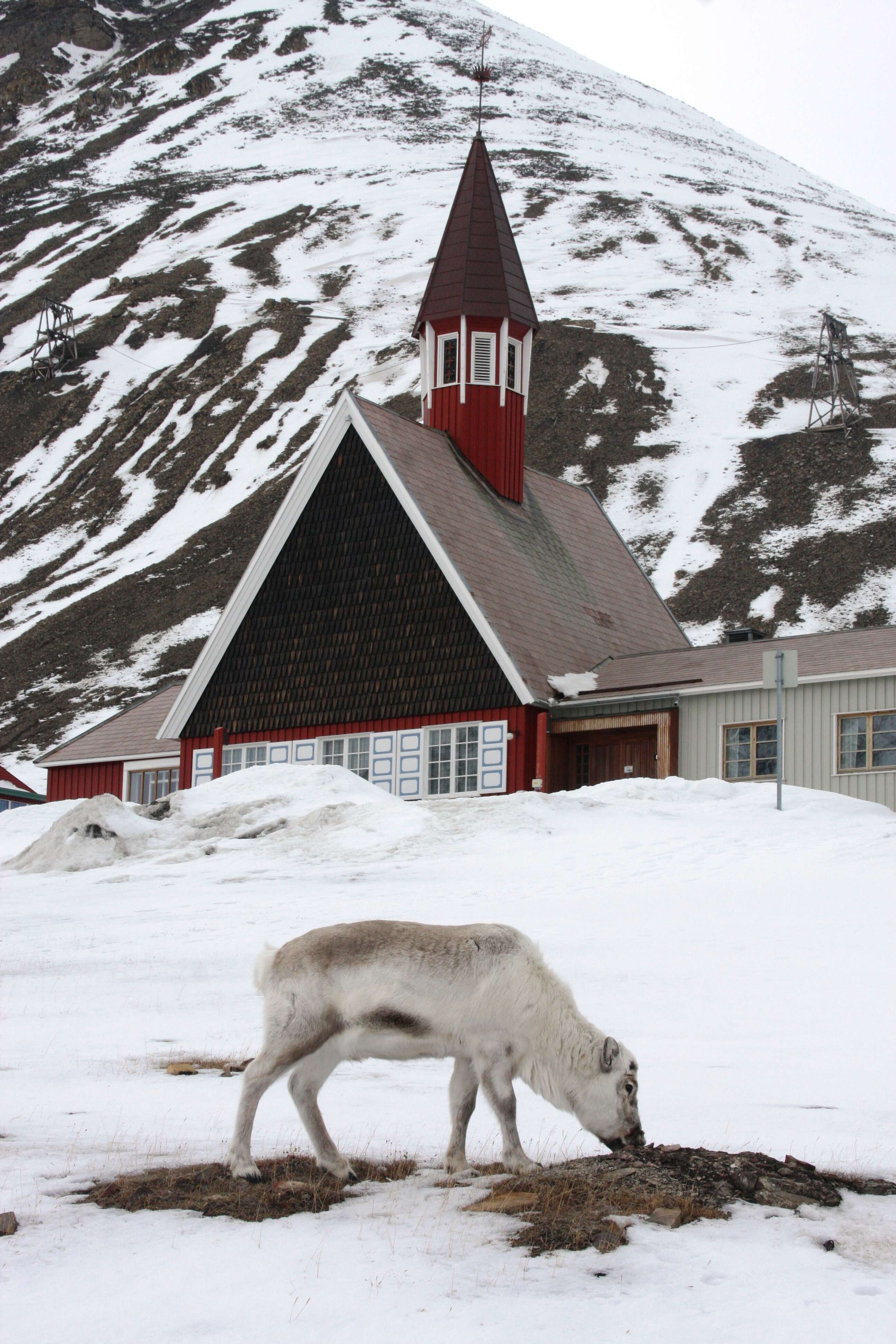 Image of Svalbard reindeer