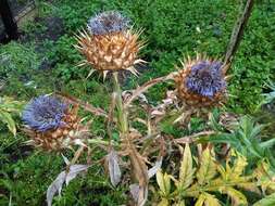 Image of cardoon