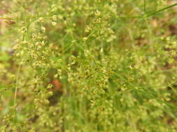 Image of Galium melanantherum Boiss.